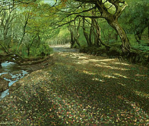 Autumn Path Original Oil Painting on Canvas