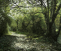 Parc Shady Woods Original Oil Painting on Canvas
