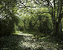 Parc Shady, Mount Hawke - Parc Shady Woods Original Oil Painting on Canvas